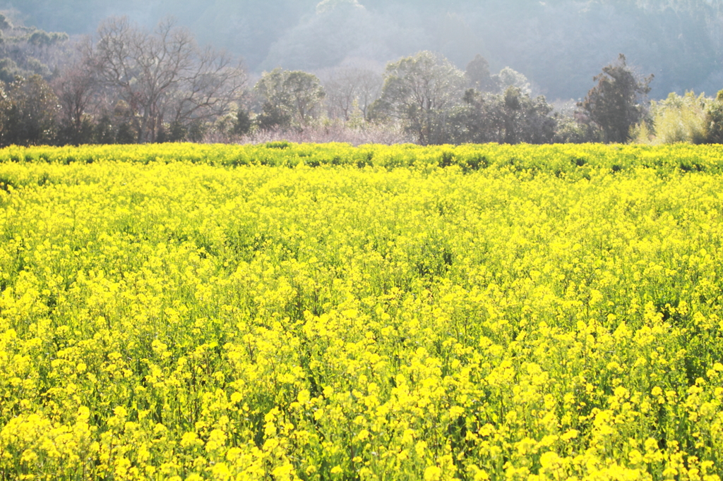菜花絵