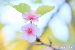 秋の桃色桜