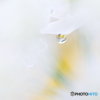 Raindrop