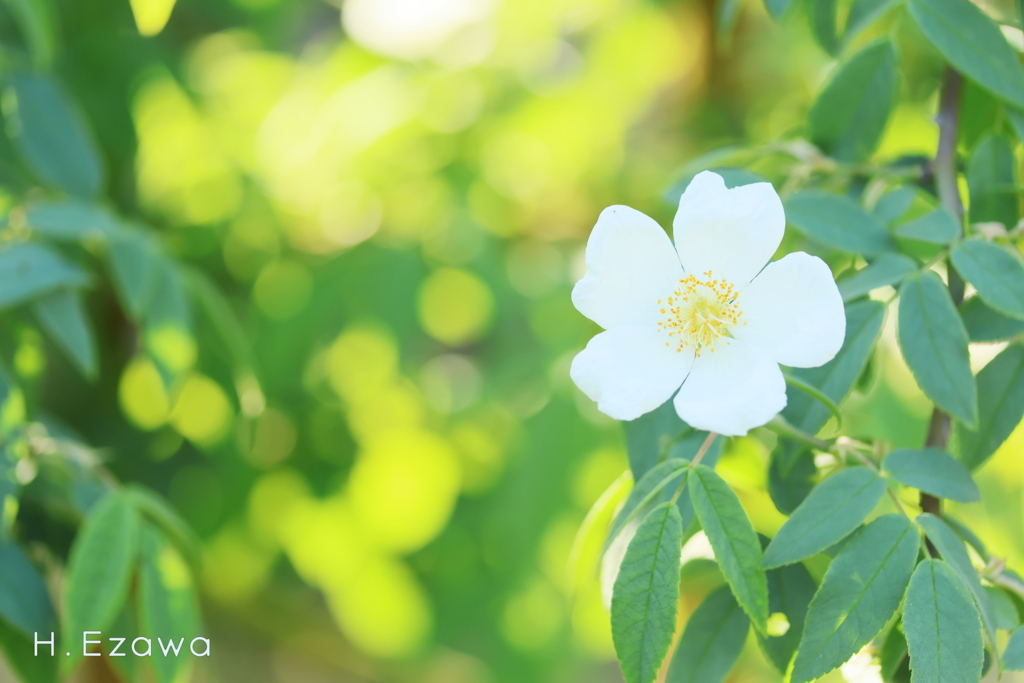 in the rose garden9