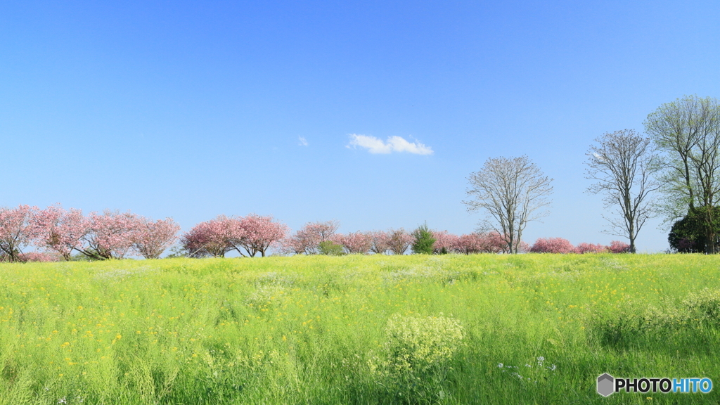 牧場の桜Ⅱ