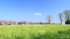 牧場の桜Ⅱ