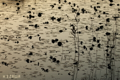 晩秋の池