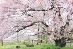 牧場の山桜2