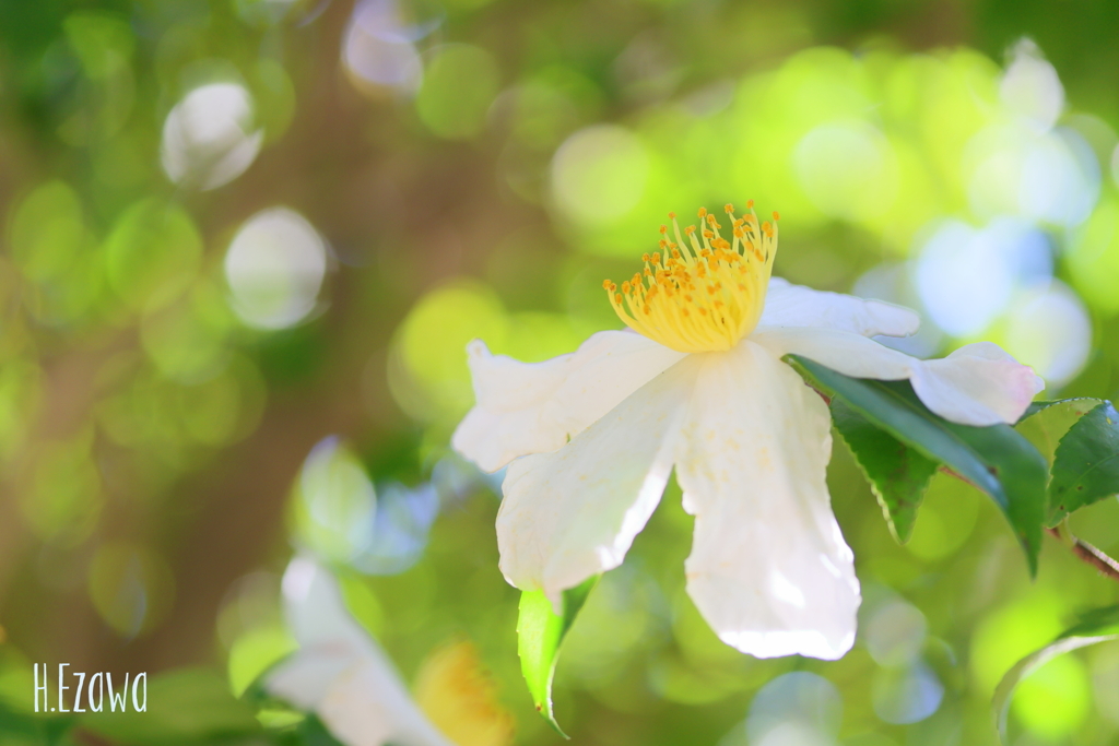 白い山茶花