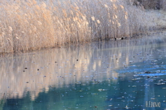 池のススキ