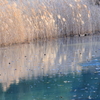 池のススキ