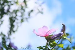 むくげ