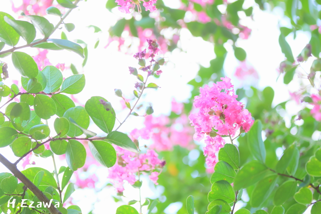 百日紅3