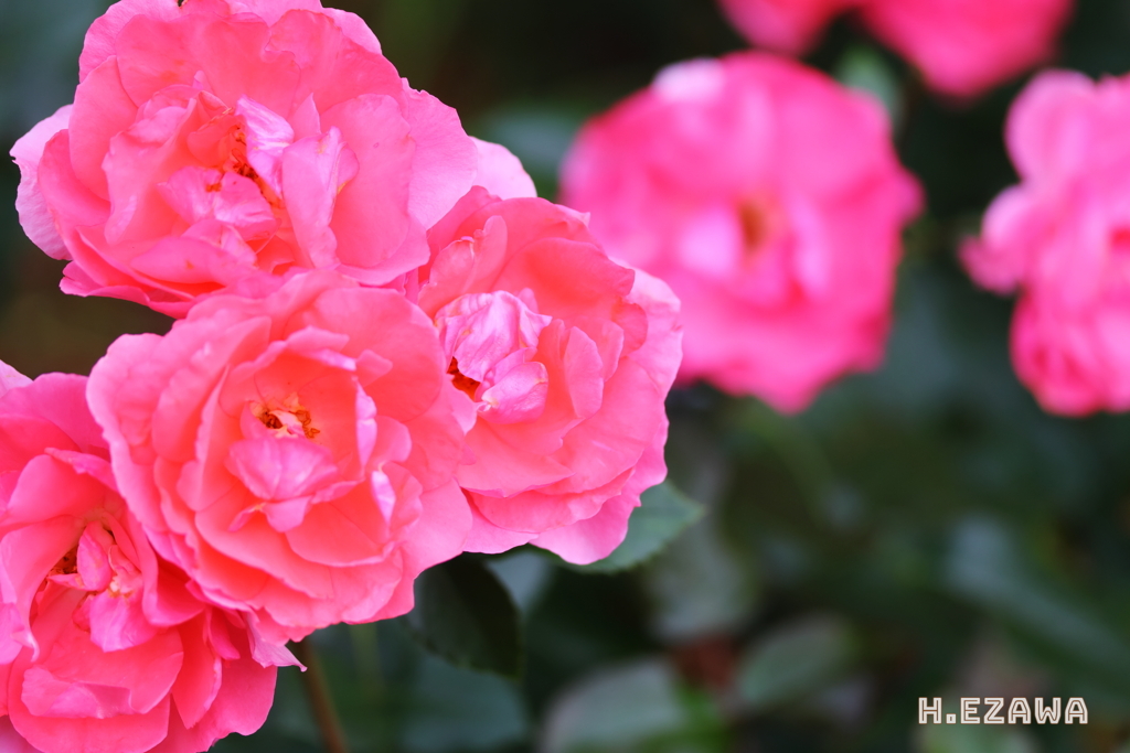 Pink Roses