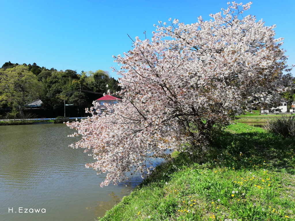 水際の山桜