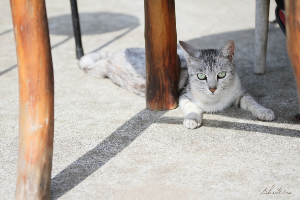 農家の猫～日陰～ by shokora （ID：8199932） - 写真共有サイト:PHOTOHITO