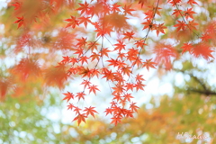 紅葉（十枝の森9）