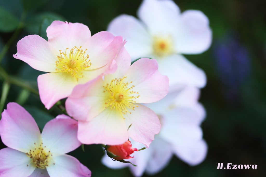 一重薔薇