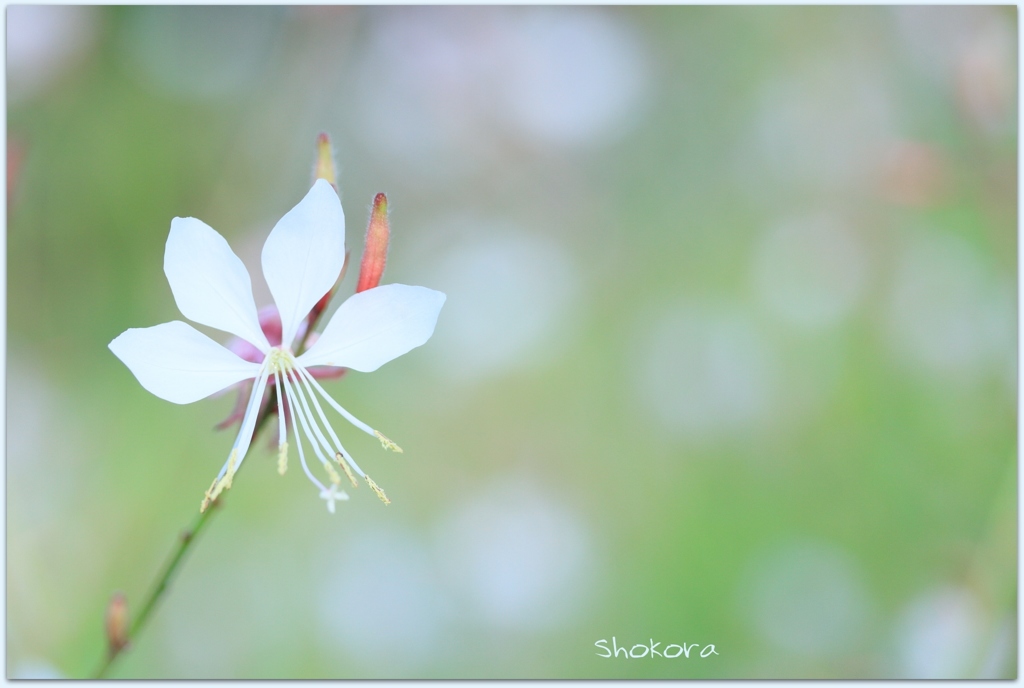 White butterfly
