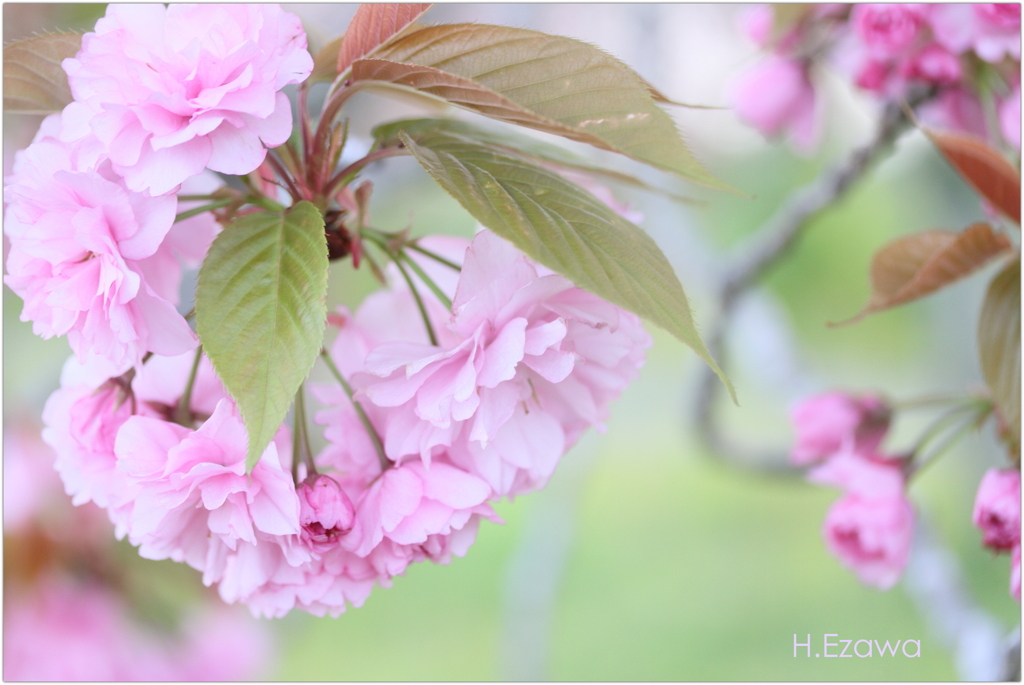 ふわふわ八重桜Ⅲ