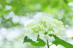 White hydrangea