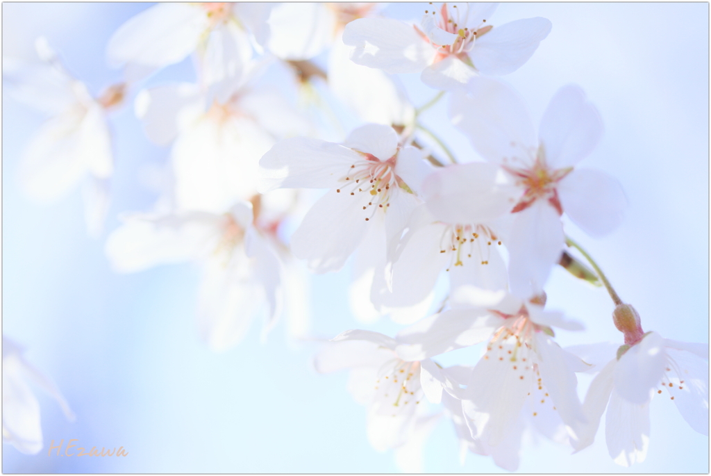 栄福寺の枝垂れ桜11