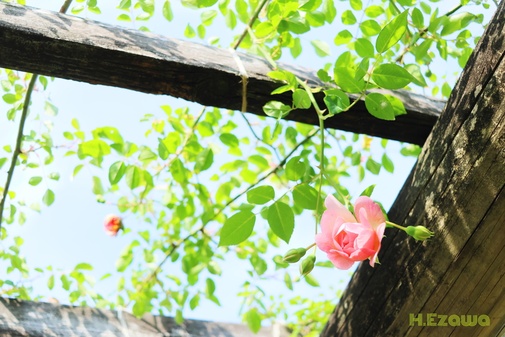 草笛の丘の薔薇11