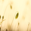 moss