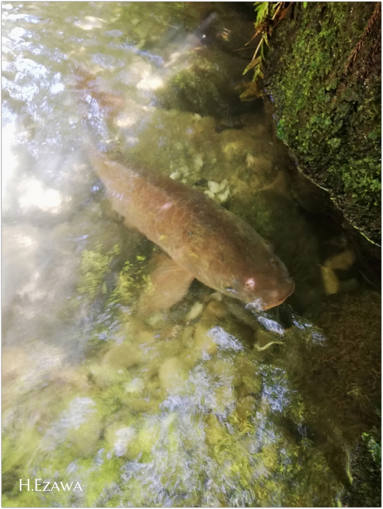 熊野の清水の鯉