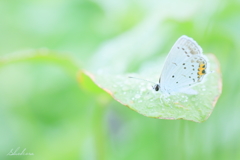 雨上がりのツバちゃん