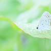 雨上がりのツバちゃん