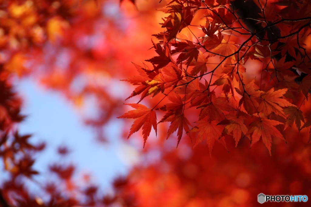 燃える紅葉