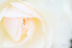 creamy rose