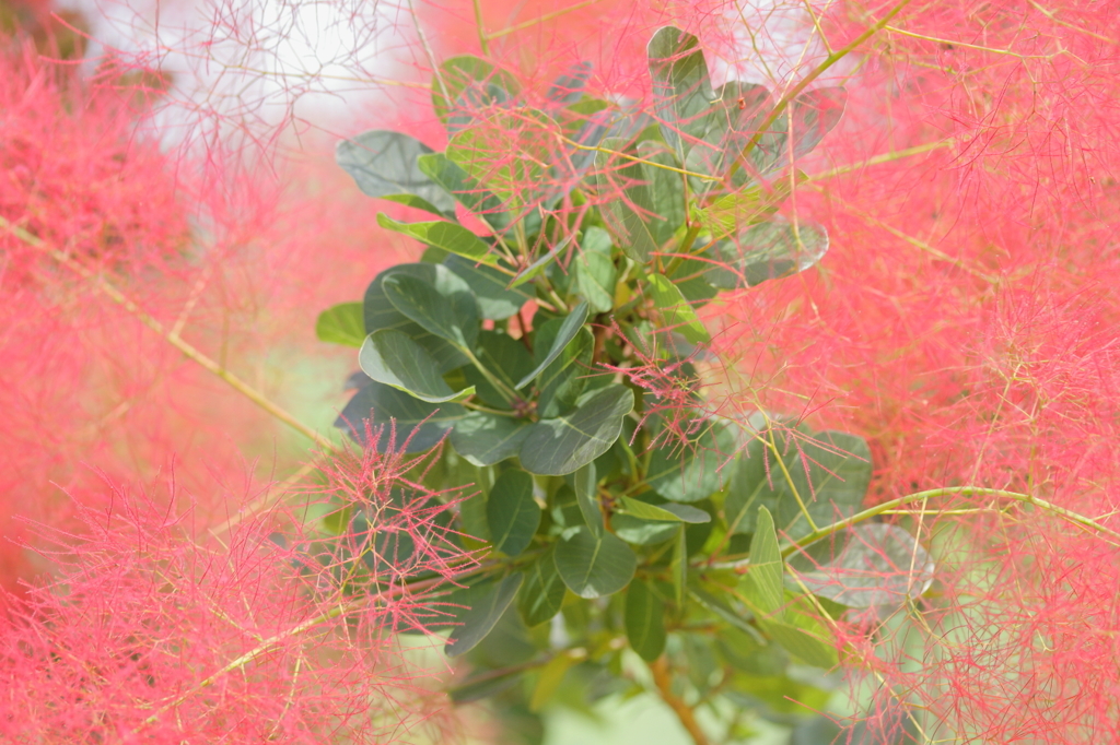 Smoke tree