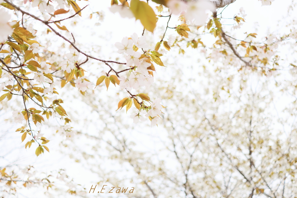 牧場の山桜