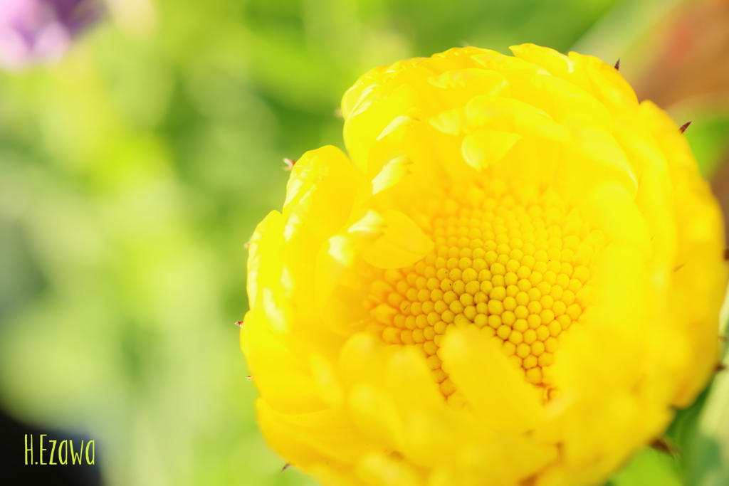 small yellow flower