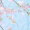 八重枝垂れ