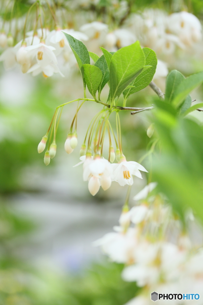 White Bell