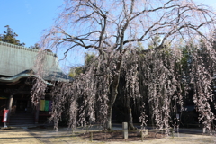 栄福寺の枝垂れ桜again2