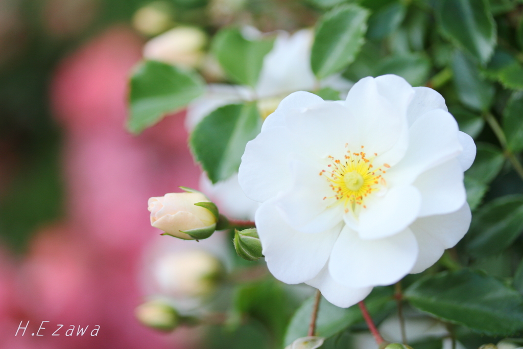 Purity
