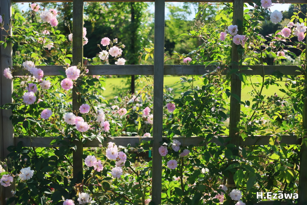 in the rose garden5