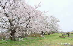 牧場の桜