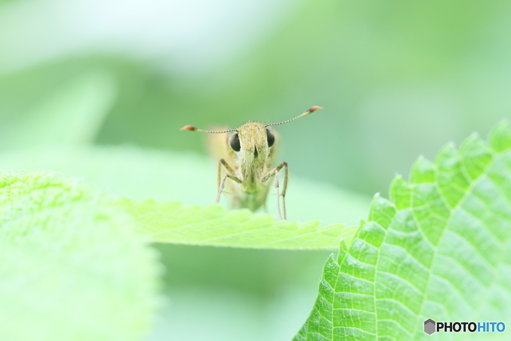 こんにちは