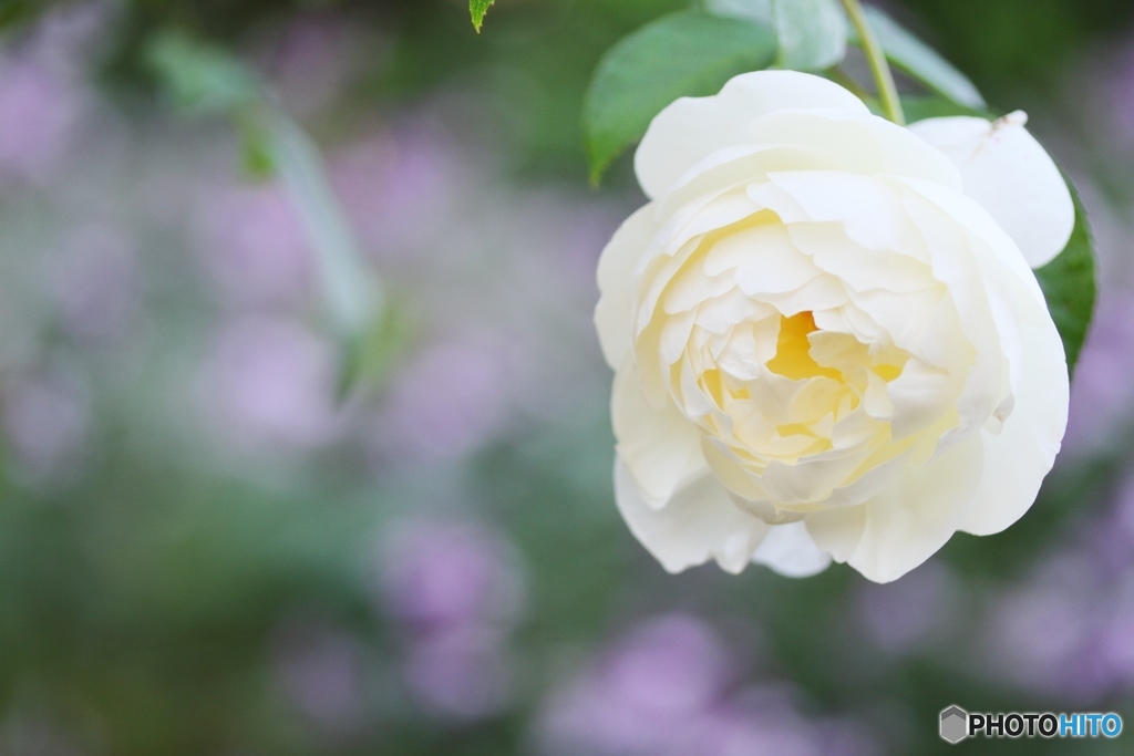 White rose