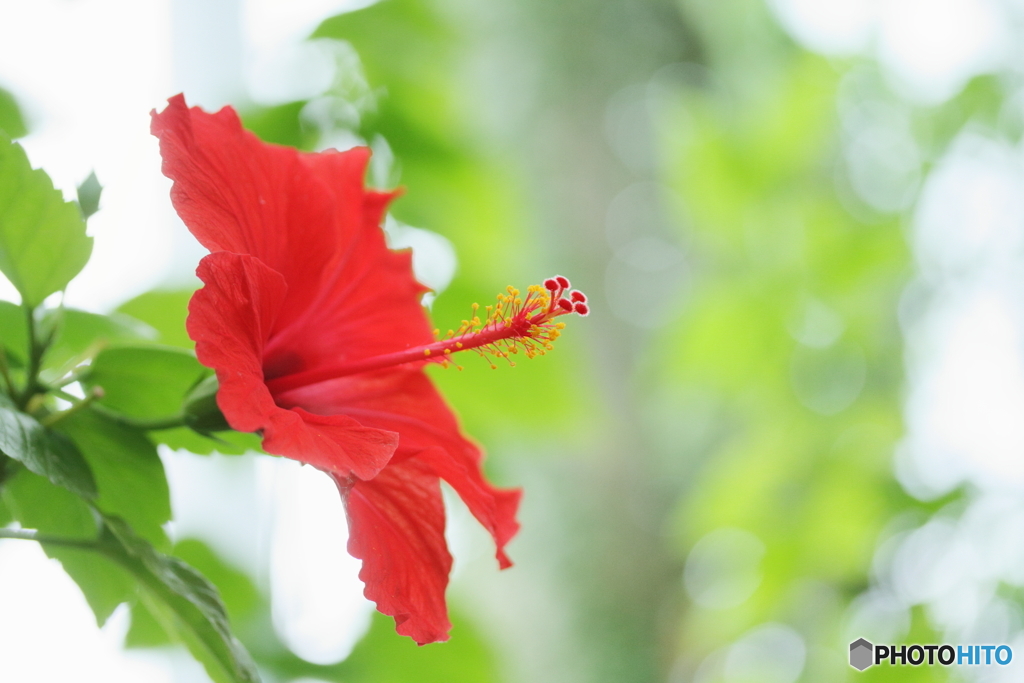 南国の花