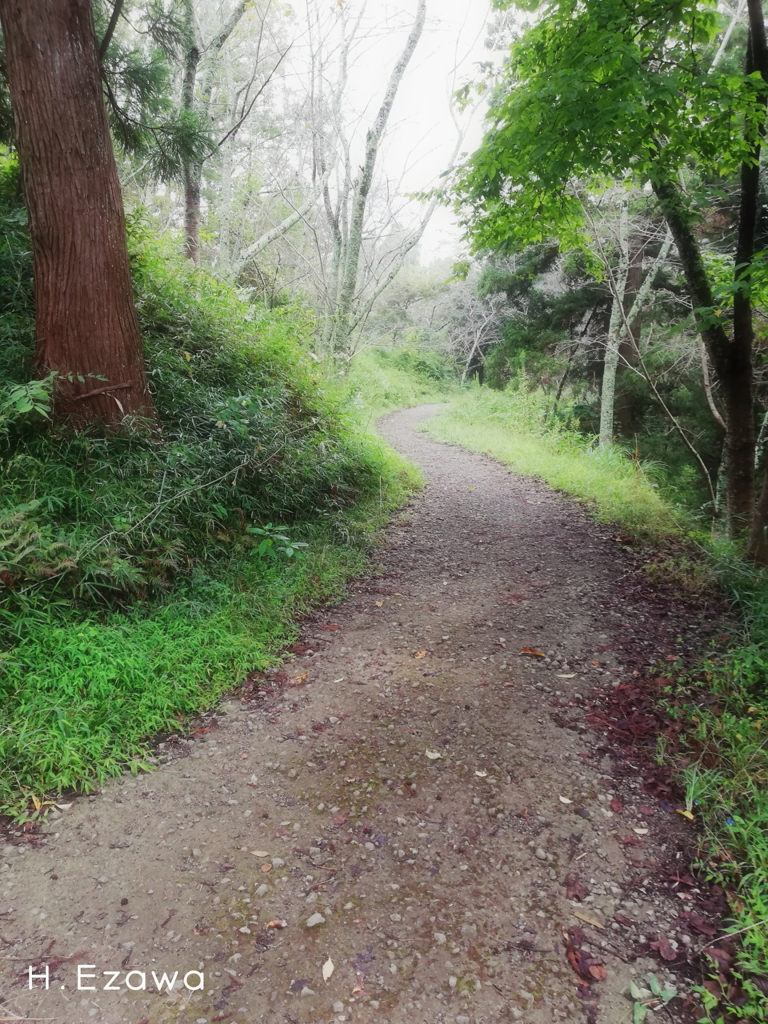 朝の山道