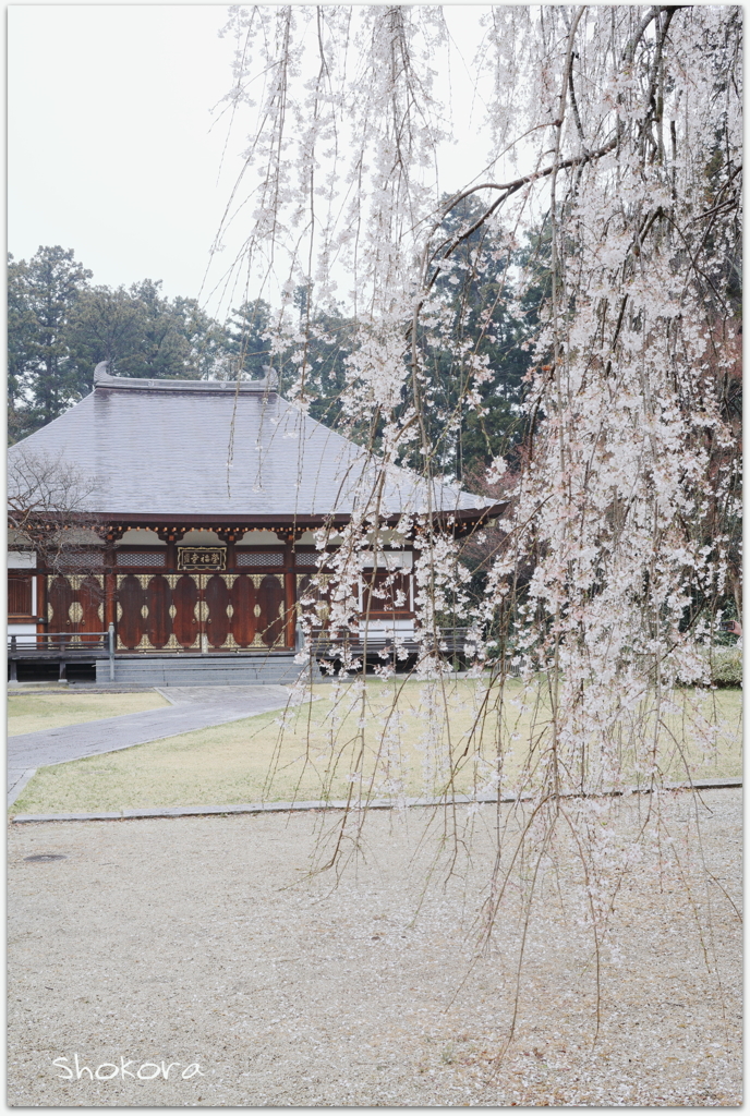 雨の栄福寺Ⅵ