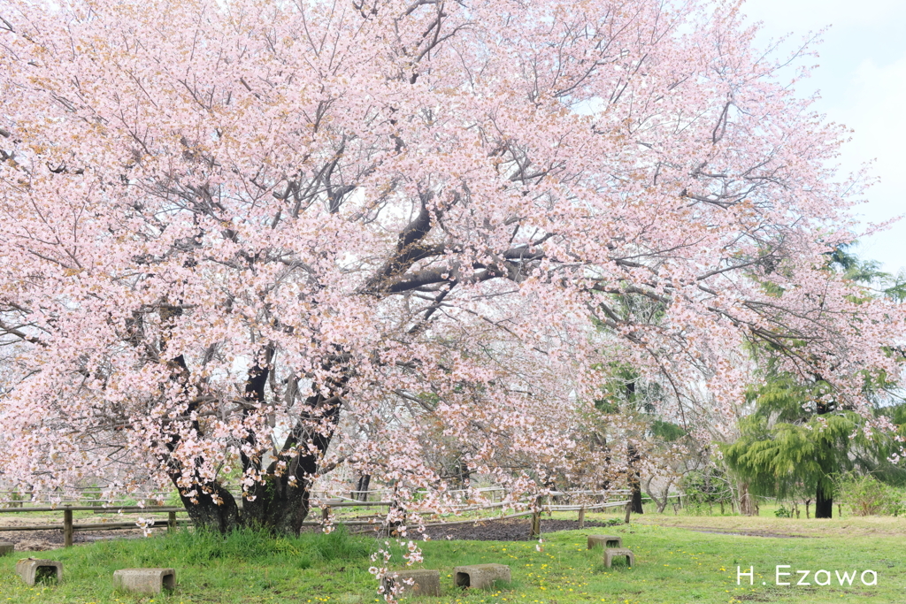 牧場の大きな山桜