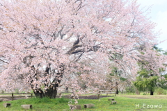 牧場の大きな山桜