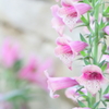Foxglove