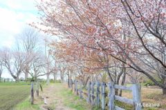 小さな桜並木2