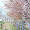 小さな桜並木2
