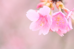 三妙寺の河津桜5