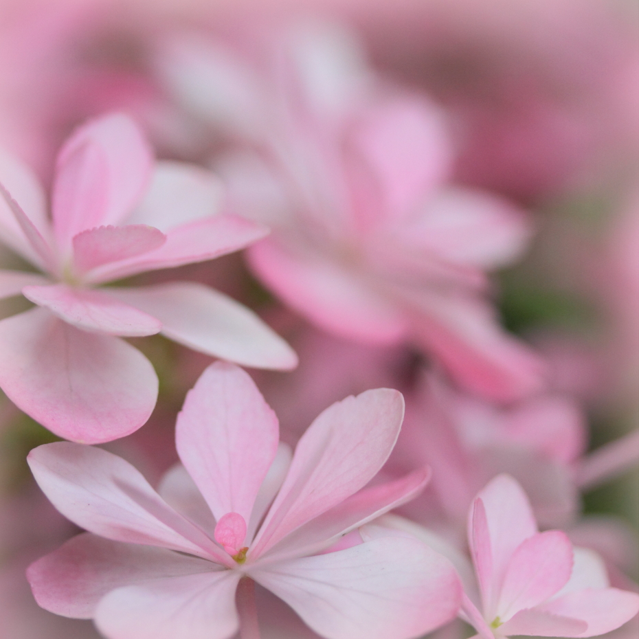 Pink hydrangea